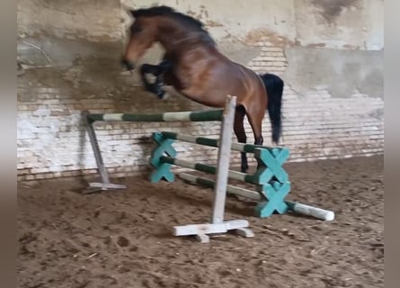 Zangersheider, Mare, 6 years, 16.1 hh, Brown