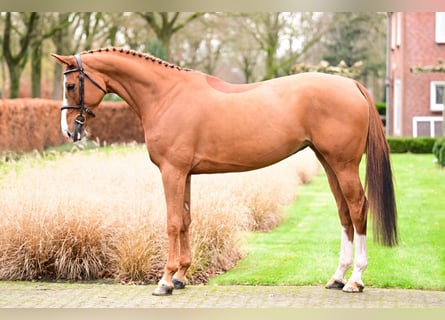 Zangersheider, Mare, 6 years, 16,1 hh, Chestnut-Red