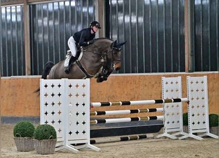 Zangersheider, Mare, 6 years, 16,2 hh, Bay-Dark