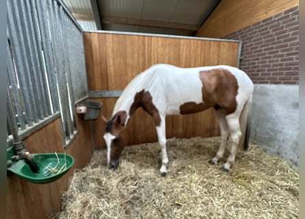 Zangersheider, Stute, 6 Jahre, 16,3 hh, Schecke