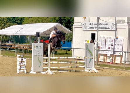 Zangersheider, Mare, 6 years, 16 hh, Black