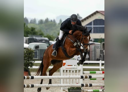 Zangersheider, Mare, 6 years, 16 hh, Brown