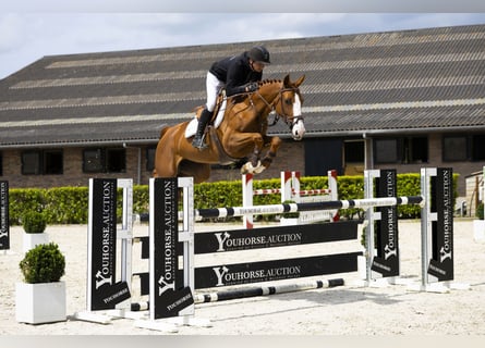 Zangersheider, Mare, 6 years, 16 hh, Chestnut-Red
