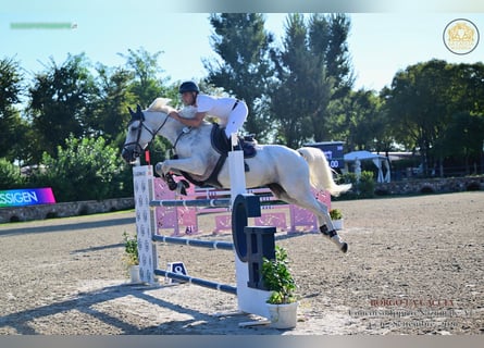 Zangersheider, Mare, 6 years, 16 hh, Grey