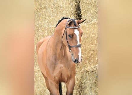 Zangersheider, Mare, 6 years, 16,1 hh, Bay