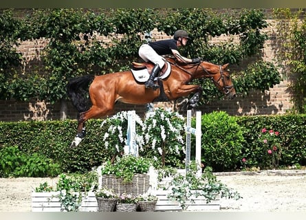 Zangersheider, Mare, 6 years, 16,1 hh, Brown