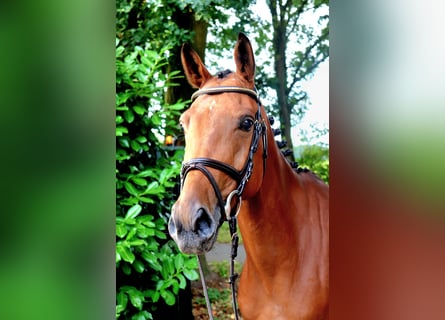 Zangersheider, Mare, 6 years, 16,1 hh, Brown