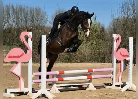 Zangersheider, Mare, 6 years, 16,2 hh, Brown