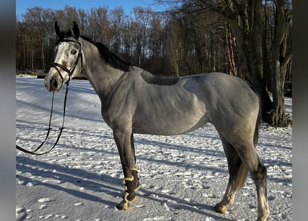 Zangersheider, Mare, 6 years, 16,2 hh, Grey