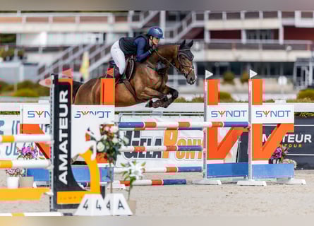 Zangersheider, Mare, 6 years, 17 hh, Brown