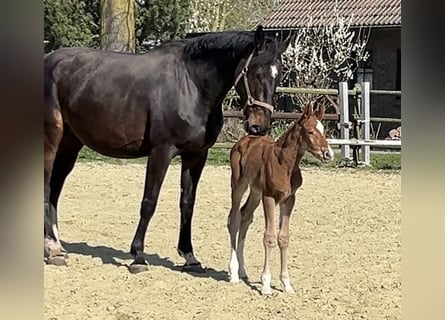 Zangersheider, Mare, 6 years, 17,1 hh, Bay-Dark