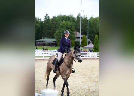 Zangersheider, Mare, 6 years, Grey
