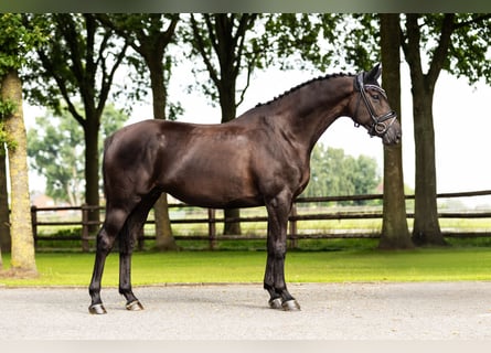 Zangersheider, Mare, 7 years, 16 hh, Bay-Dark