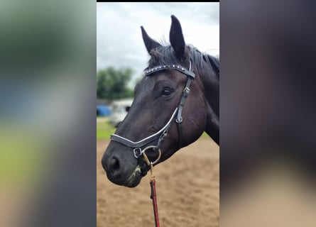 Zangersheider, Mare, 7 years, 16 hh, Black