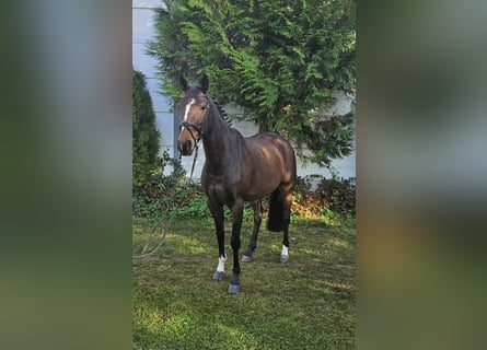 Zangersheider, Mare, 7 years, 16 hh, Brown