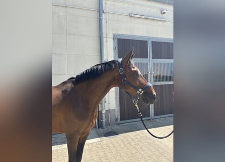 Zangersheider, Mare, 7 years, 16 hh, Brown