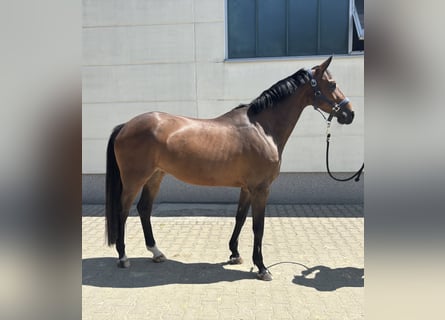 Zangersheider, Mare, 7 years, 16 hh, Brown
