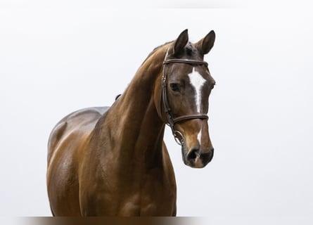 Zangersheider, Mare, 7 years, 16 hh, Brown