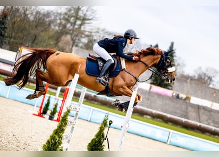 Zangersheider, Mare, 7 years, 16 hh, Chestnut