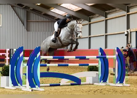 Zangersheider, Mare, 7 years, 16 hh