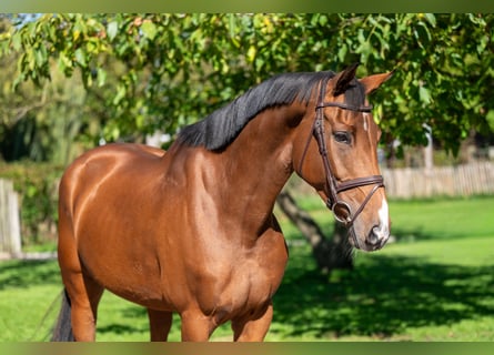 Zangersheider, Mare, 7 years, 16,1 hh, Brown