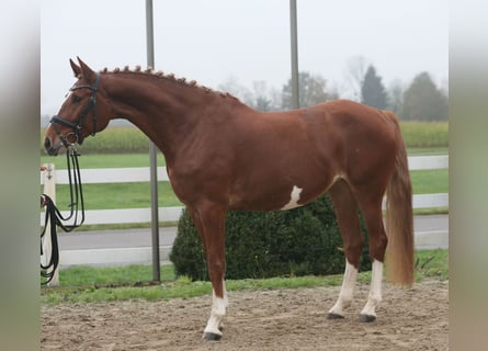 Zangersheider, Mare, 7 years, 16,1 hh, Chestnut-Red
