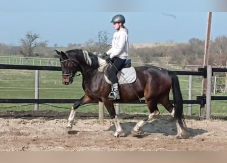 Zangersheider, Mare, 7 years, 16,1 hh, Pinto