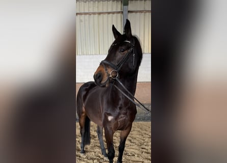 Zangersheider, Mare, 7 years, 16,1 hh, Smoky-Black
