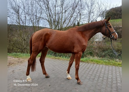 Zangersheider, Mare, 7 years, 16,2 hh, Chestnut-Red