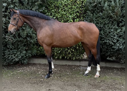 Zangersheider, Mare, 7 years, 17 hh, Brown