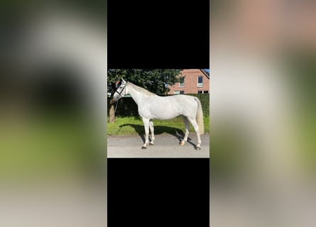 Zangersheider, Mare, 7 years, 17 hh, Gray