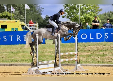 Zangersheider, Mare, 7 years, Gray