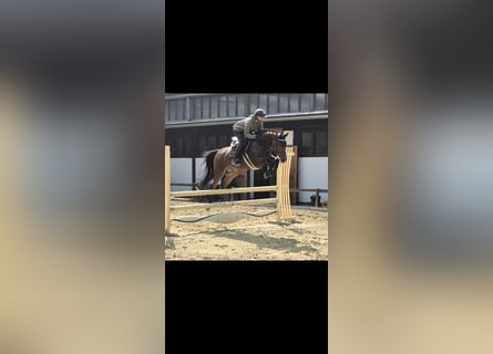 Zangersheider, Mare, 8 years, 15,2 hh, Brown