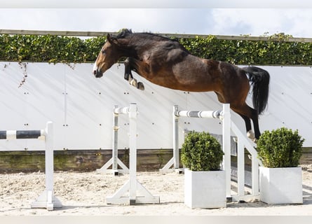 Zangersheider, Mare, 8 years, 15,2 hh, Brown