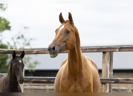 Zangersheider, Mare, 8 years, 16.2 hh, Chestnut