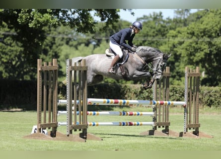 Zangersheider, Mare, 8 years, Grey