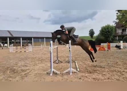 Zangersheider, Mare, 9 years, 15,2 hh, Smoky-Black