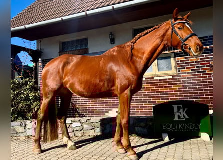 Zangersheider, Mare, 9 years, 16.1 hh, Chestnut