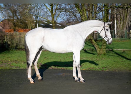 Zangersheider, Mare, 9 years, 16,1 hh, Gray