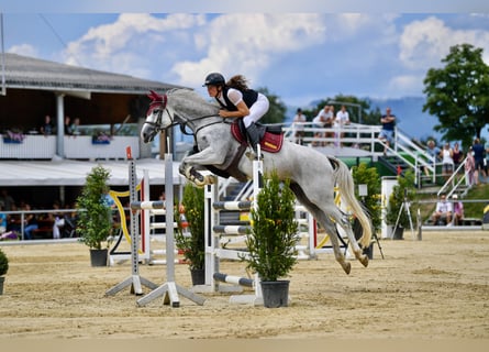 Zangersheider, Mare, 9 years, 16,1 hh, Gray