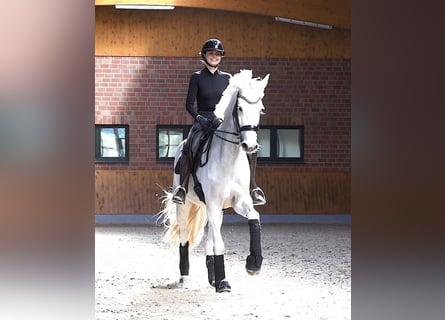 Zangersheider, Mare, 9 years, 16,2 hh, Gray