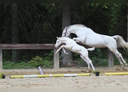 Zangersheider, Mare, Foal (04/2024), 16,1 hh, White