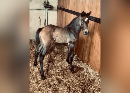 Zangersheider, Mare, Foal (05/2026), 16.2 hh, Chestnut-Red