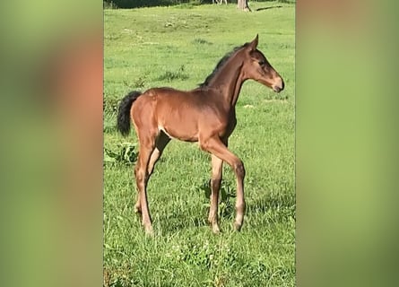 Zangersheider, Mare, Foal (04/2026), 16,1 hh, Bay-Dark