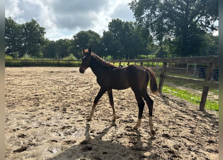 Zangersheider, Mare, Foal (04/2025), 16,1 hh, Brown