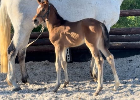 Zangersheider, Mare, , 16,2 hh, Brown