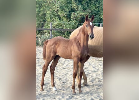 Zangersheider, Mare, Foal (04/2025), 16,2 hh, Chestnut-Red