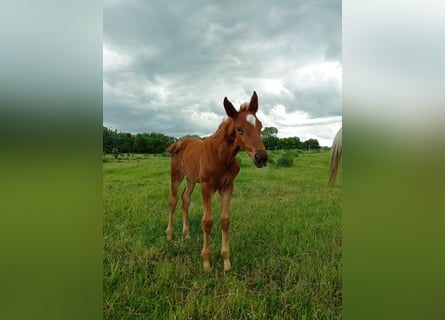 Zangersheider, Mare, , 16,2 hh, Chestnut-Red