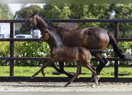 Zangersheider, Mare, Foal (07/2025), Bay-Dark