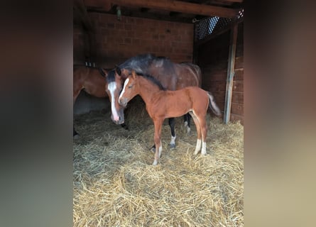 Zangersheider, Mare, Foal (06/2025), Bay